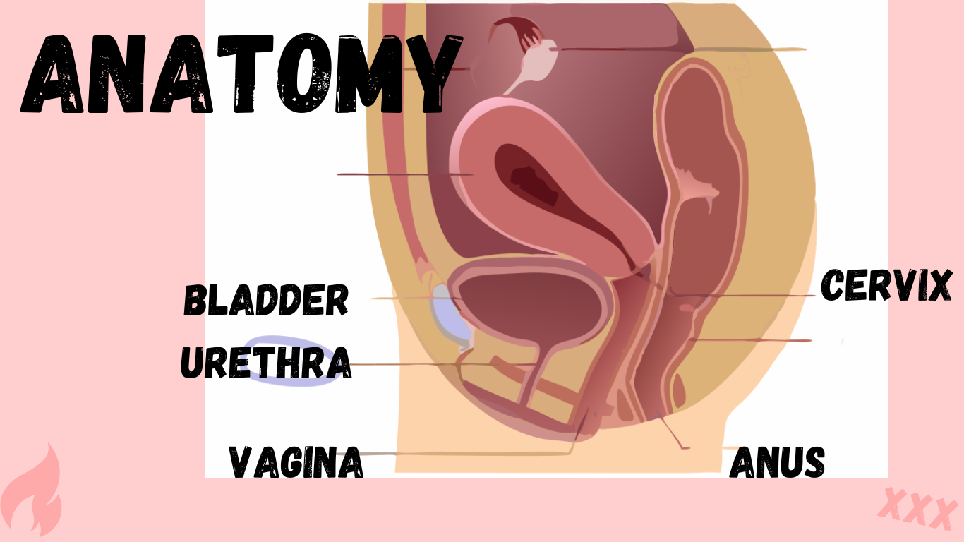 Ein Anfängerleitfaden zu Harnröhren-Sounding für Frauen: Techniken und Sicherheitstipps: Verständnis der Harnröhrenanatomie