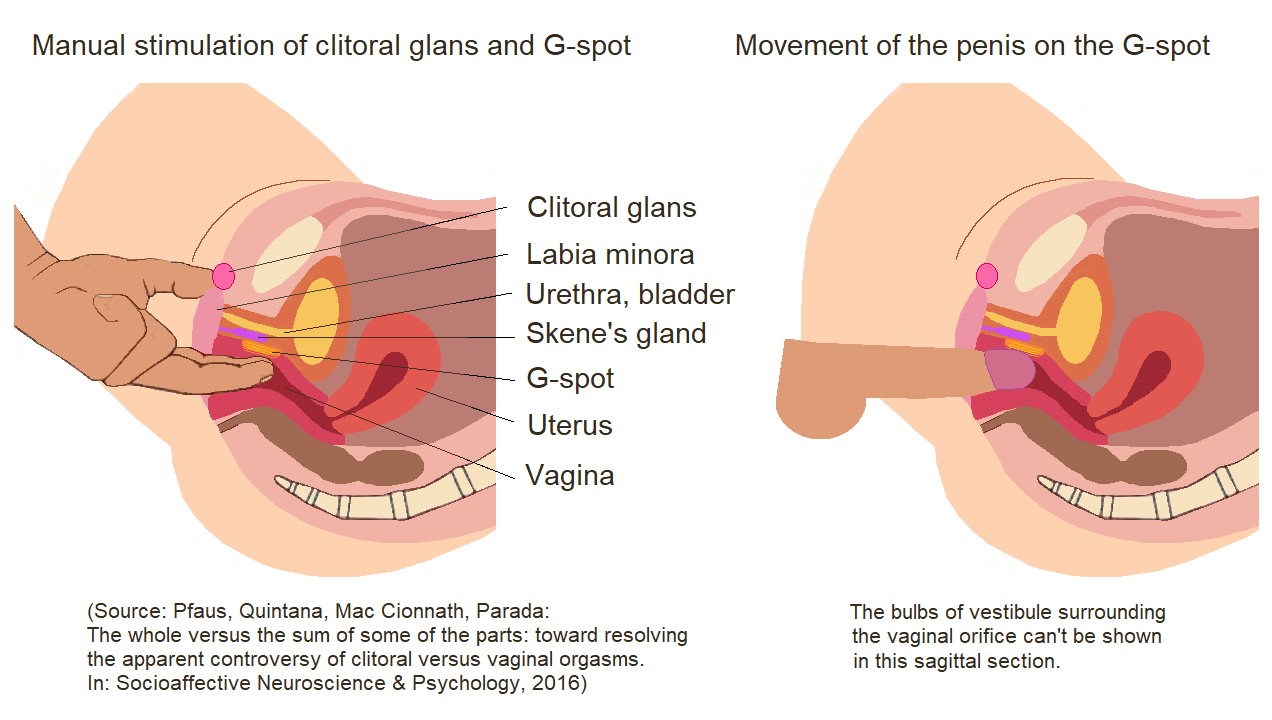 Finde deinen Fluss: Wie man beim Höhepunkt Squirting erreicht: Anatomie und Physiologie